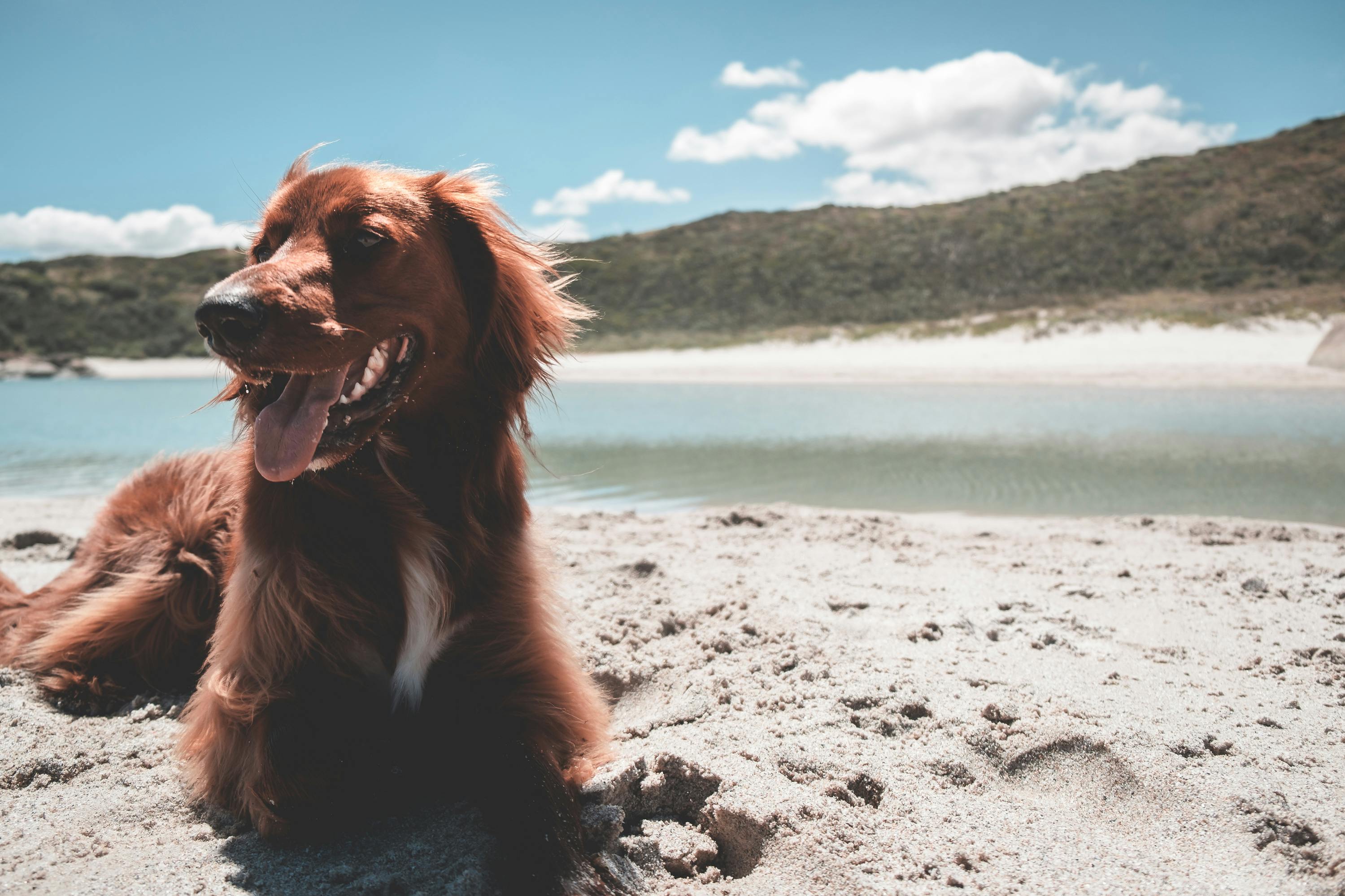 Heat & Hot Weather Safety Tips for Pets