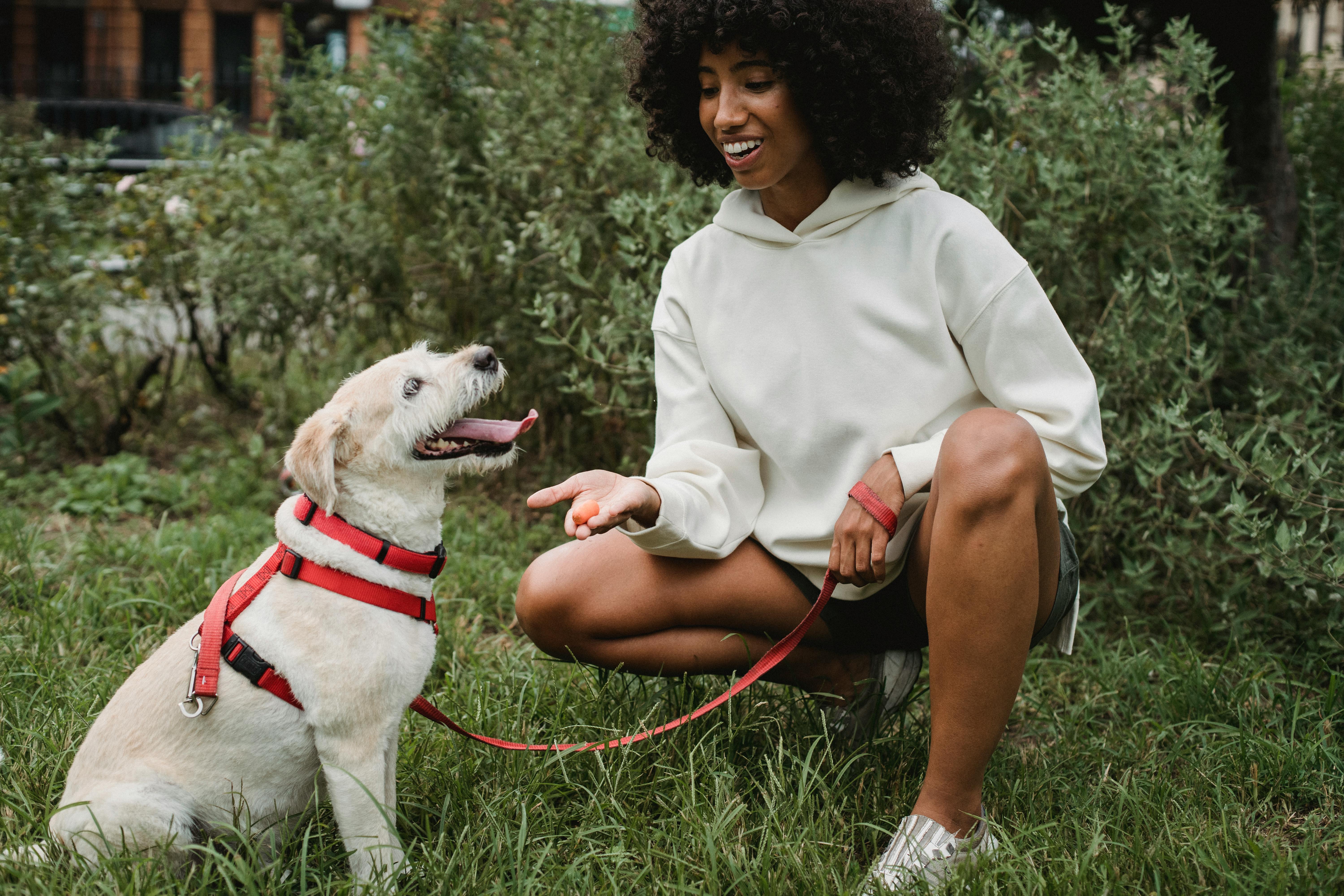 5 Tips for Training Your Pet New Tricks at any age