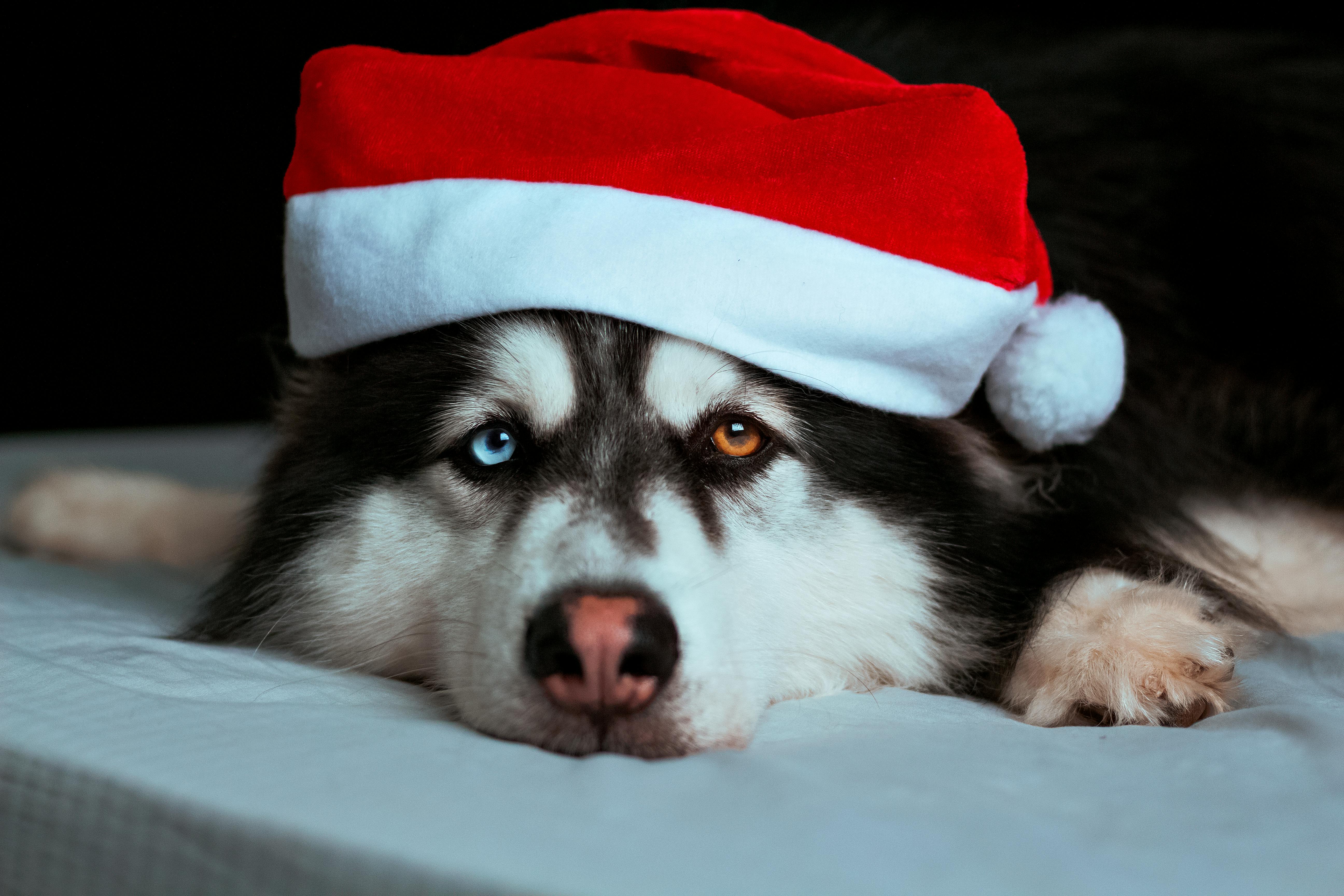 Pets as Gifts: The Reality of Pet Ownership