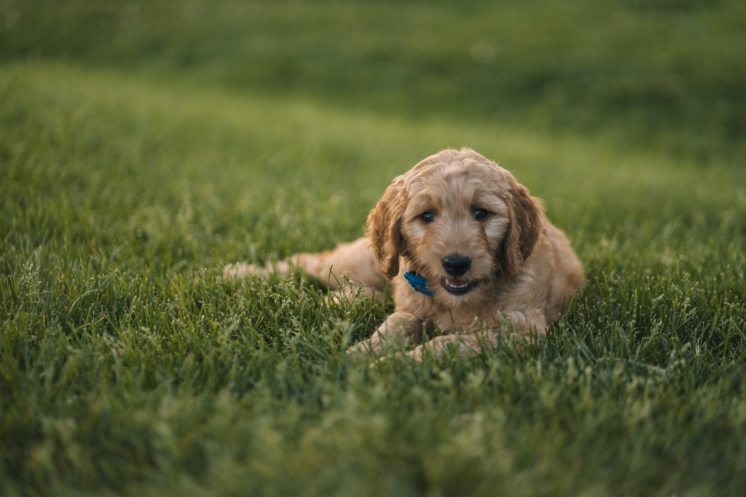  Summer Safety: Heat & Outdoor Tips for Pets