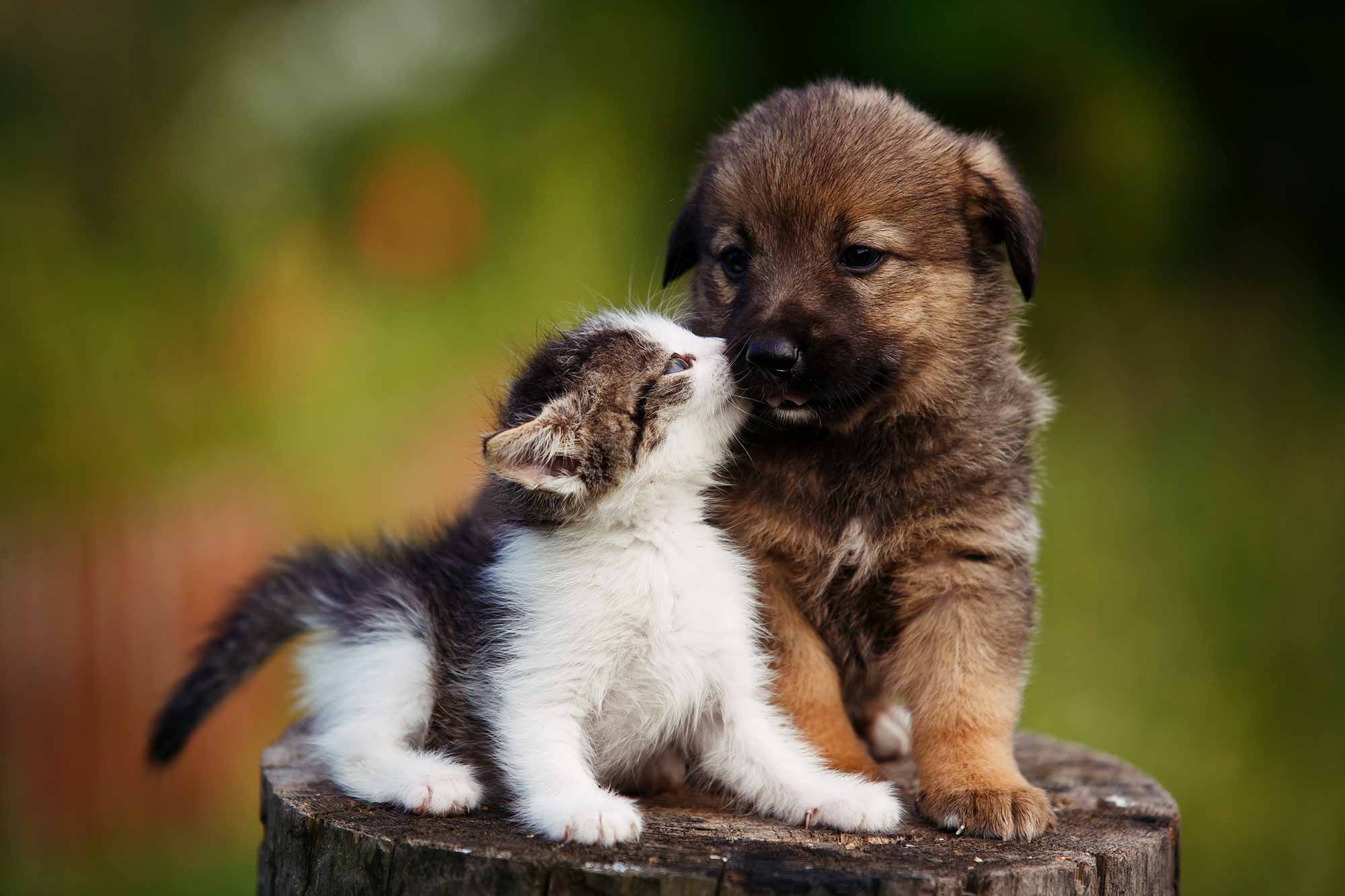 Socializing Your Pet: The Basics for Puppies and Kittens, image size:2000x1333