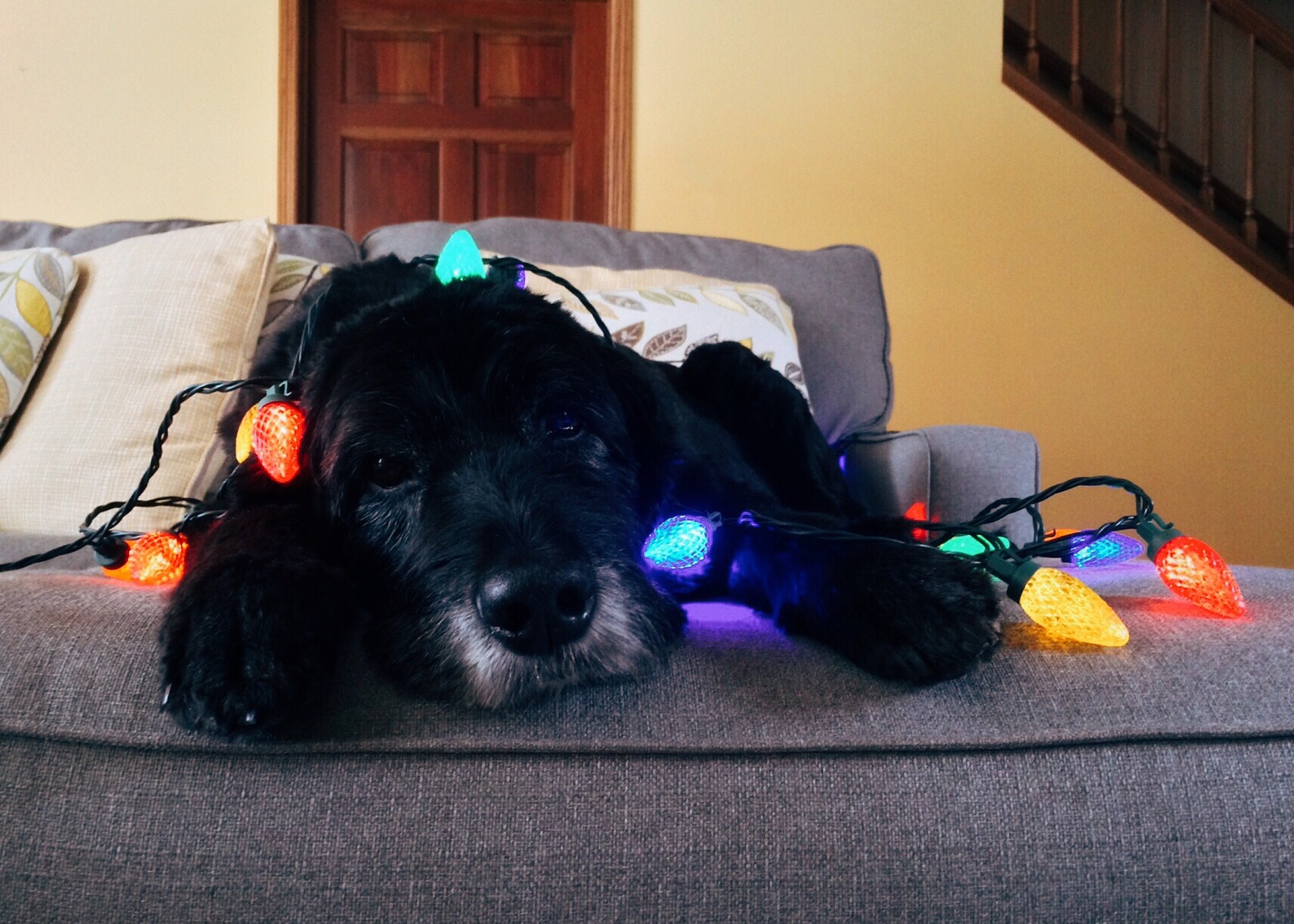 Top Tips for Keeping Your Pets Safe this Holiday Season