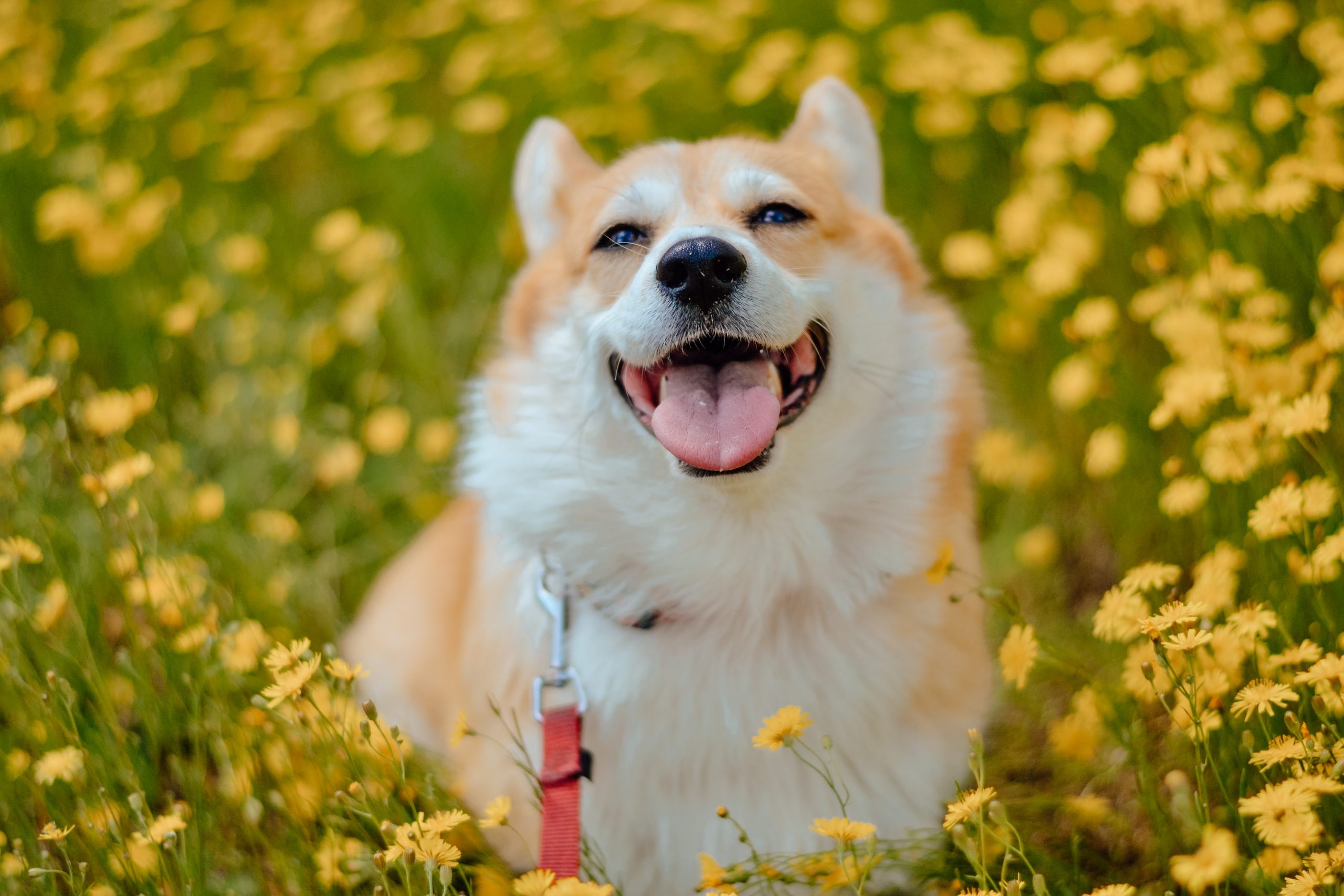 Celebrate Spring with Your Dog