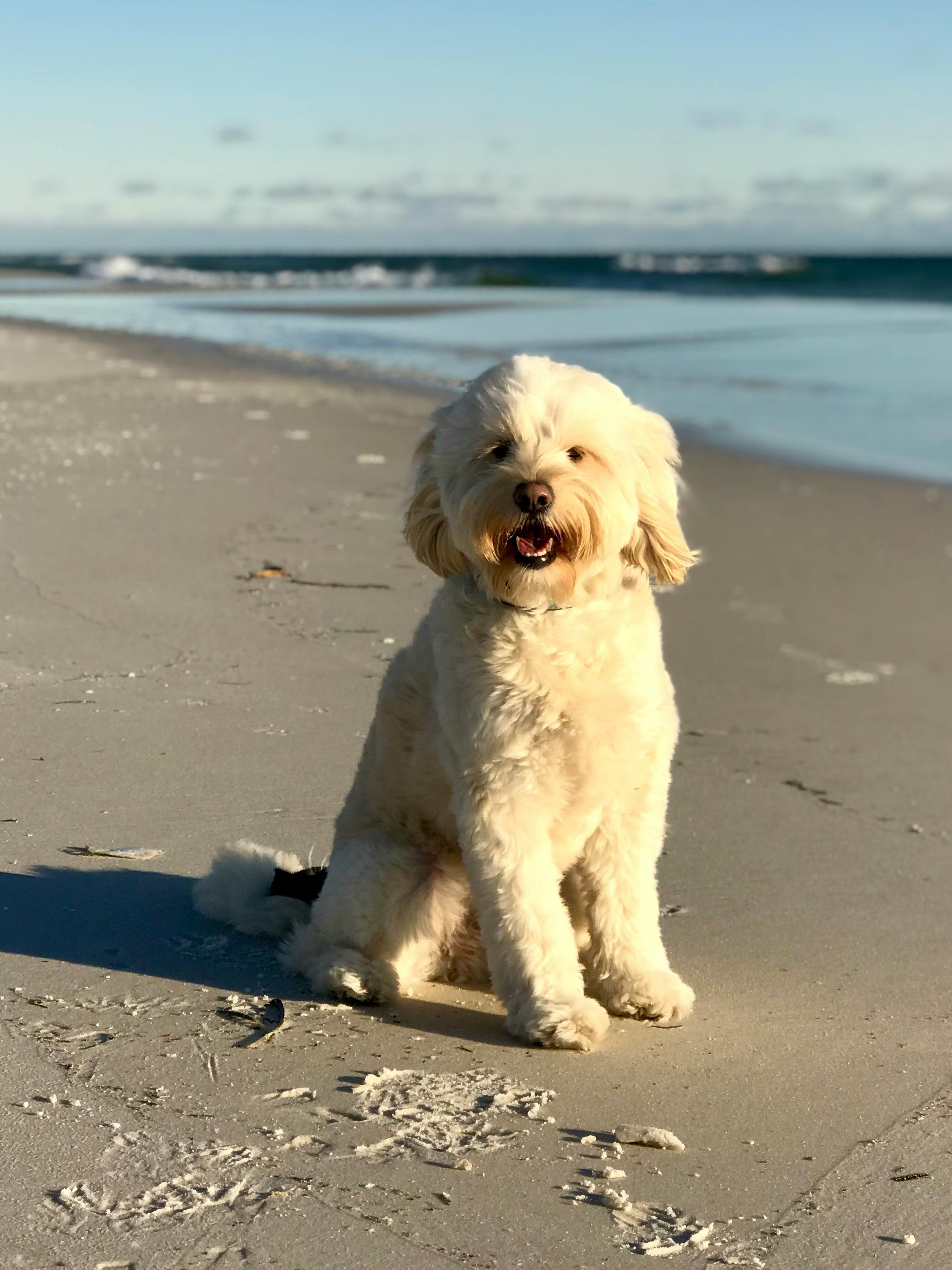 Protect Your Pets from These Summer Hazards