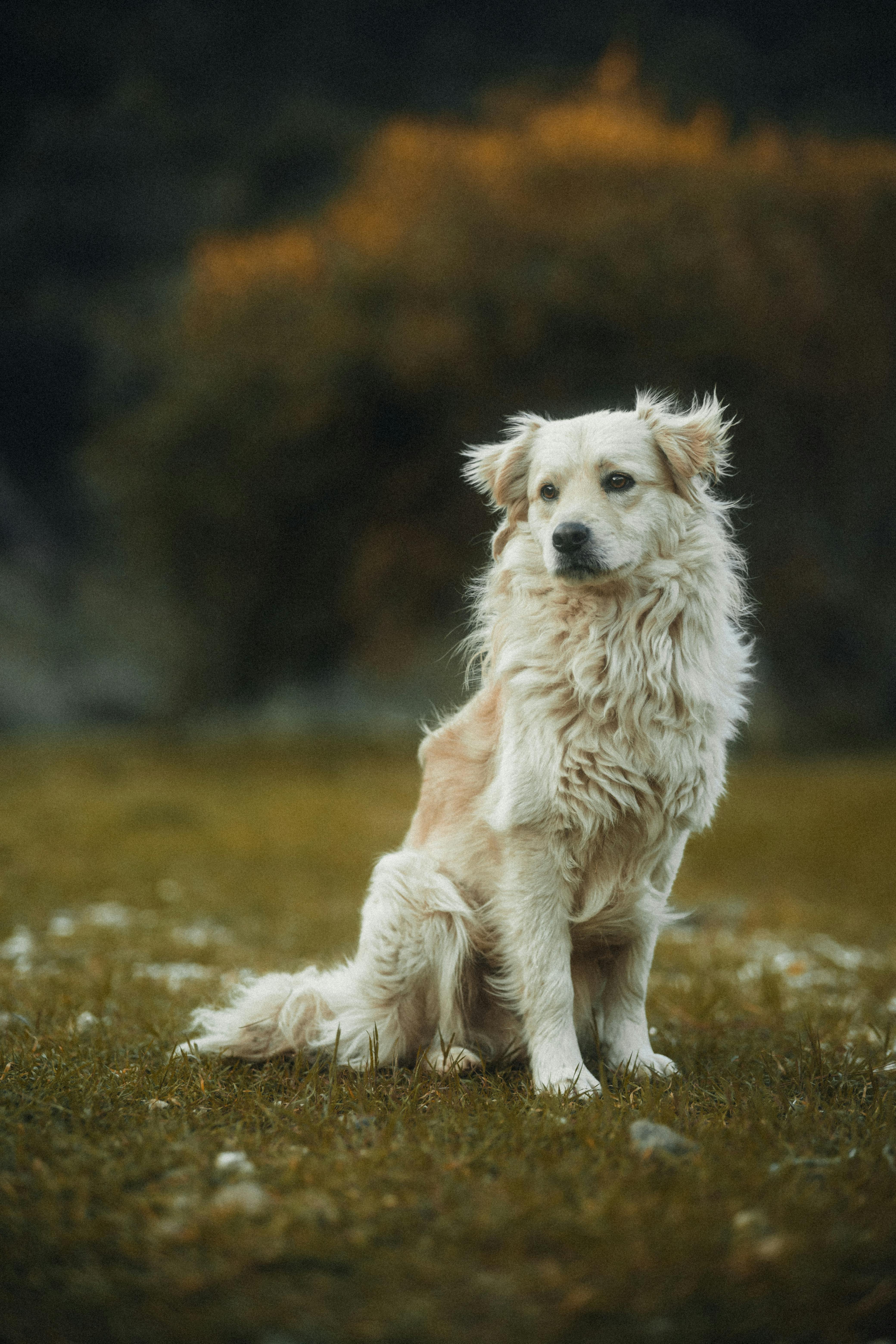 7 Tips for Optimal Pet Safety All Year Long