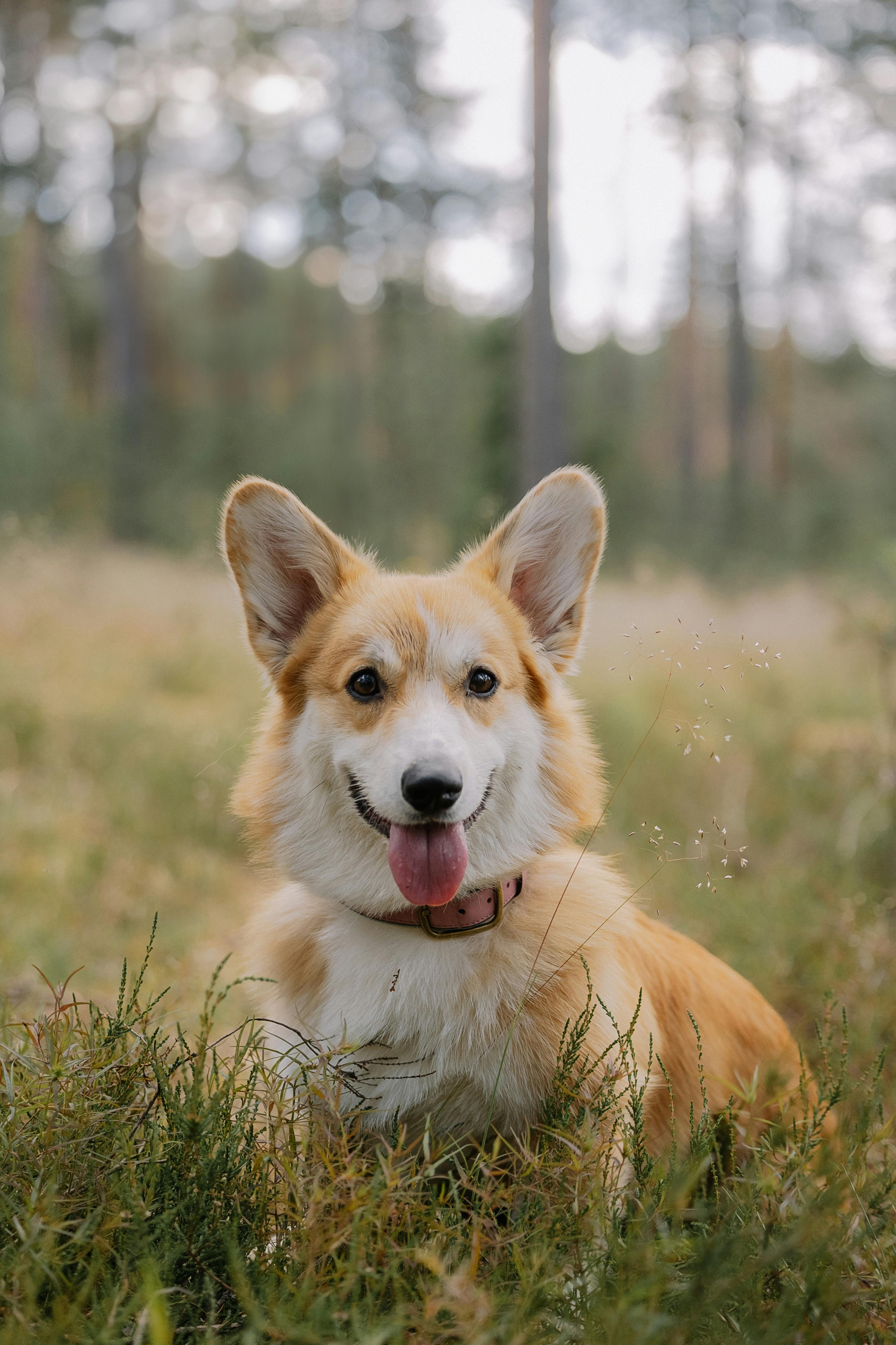 dog microchipped walking through trees