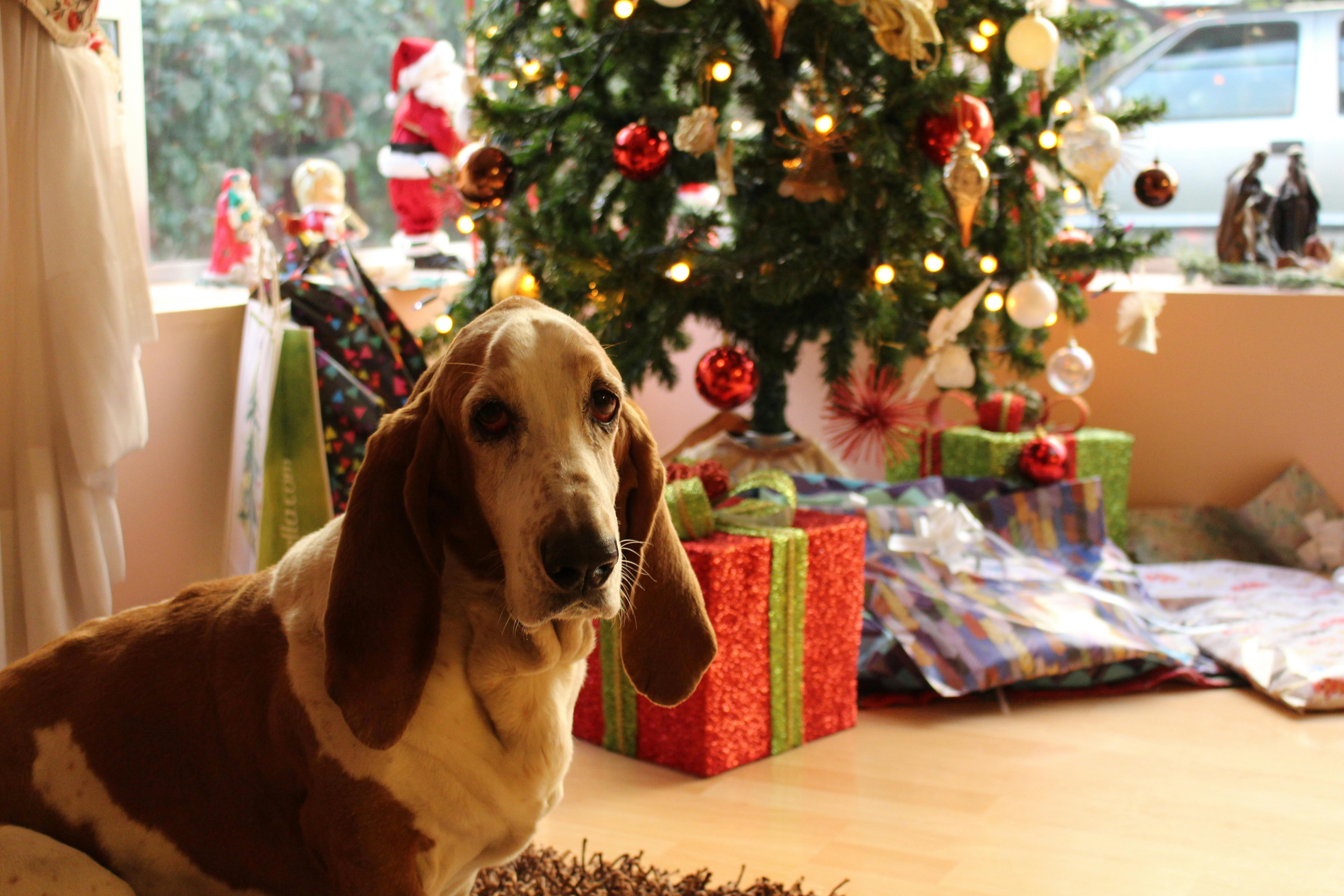 9 Gift Ideas Pets (and Their Owners) Will LOVE