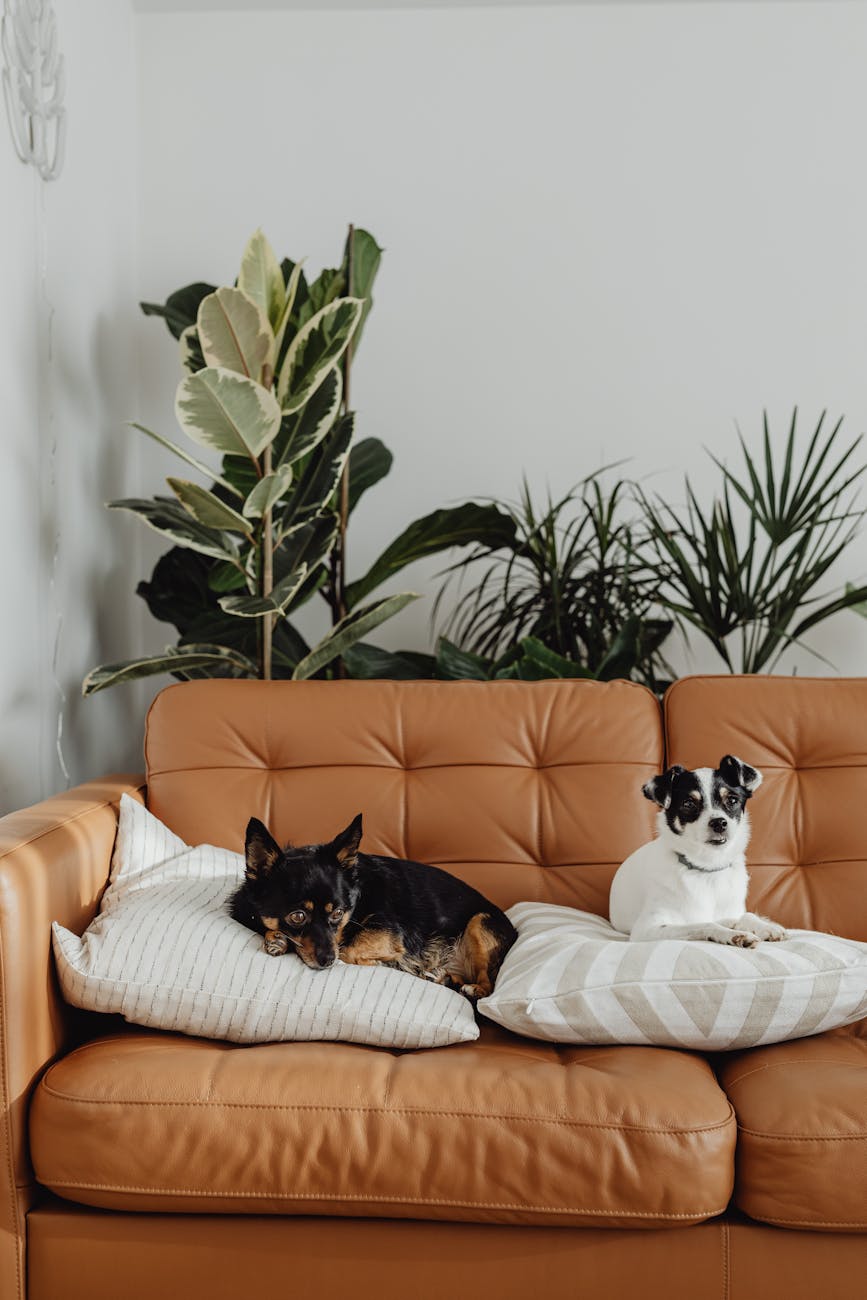 4 Pet-Safe Houseplants