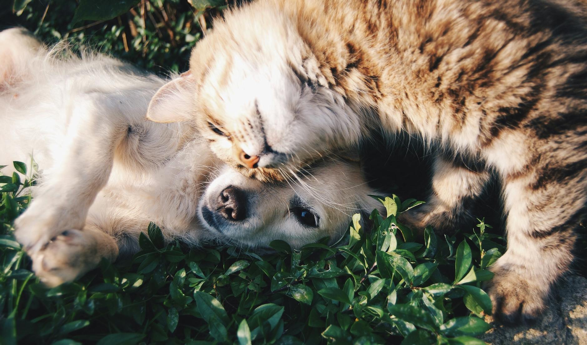 4 Facts for Pet Parents About Core Vaccines