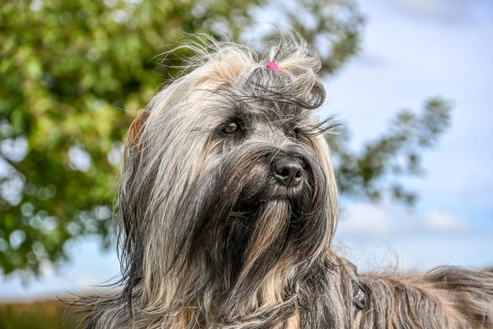 close up of a tibetan terrier in sunlit garden