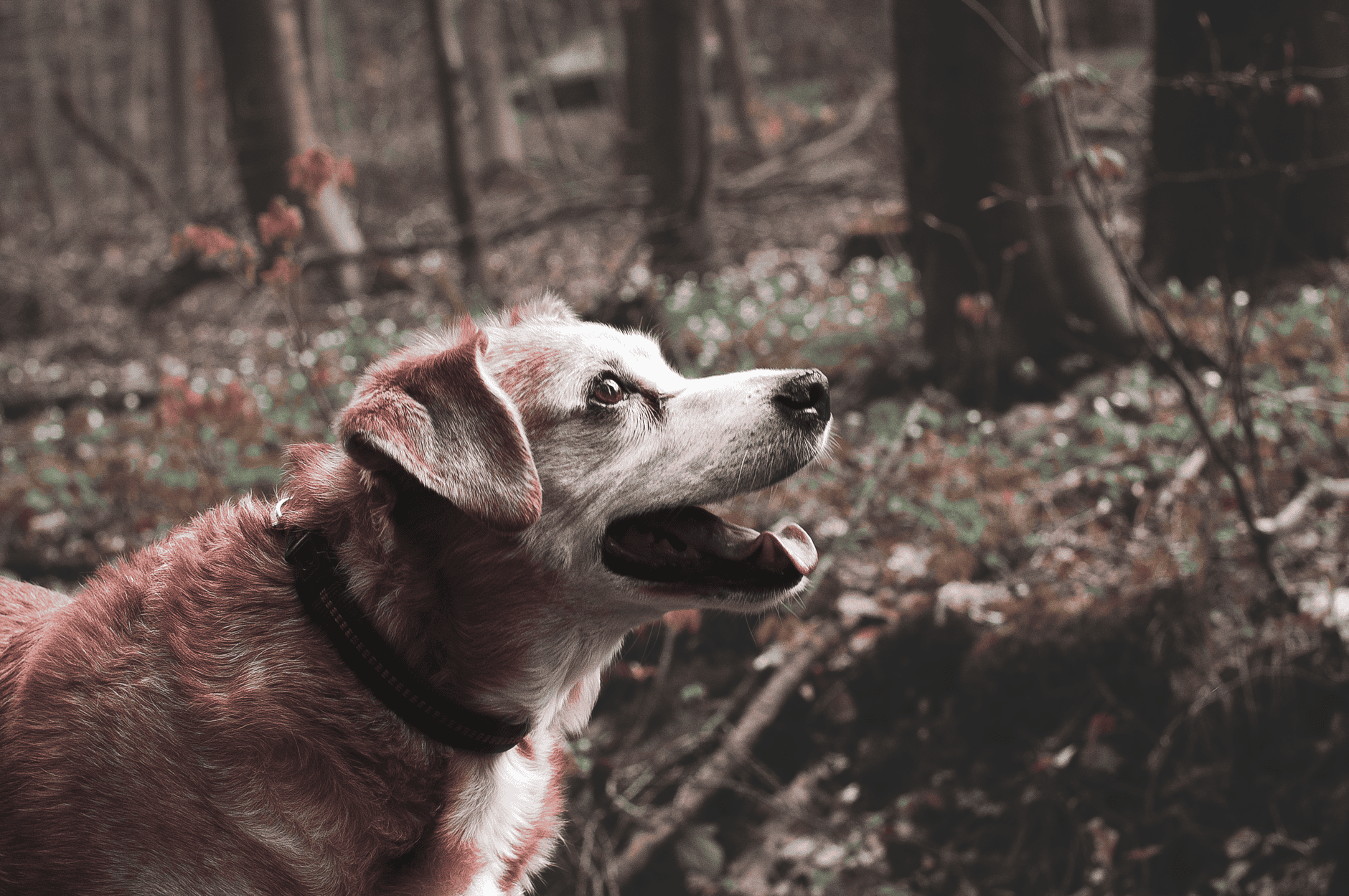 Common Sense Senior Pet Care
