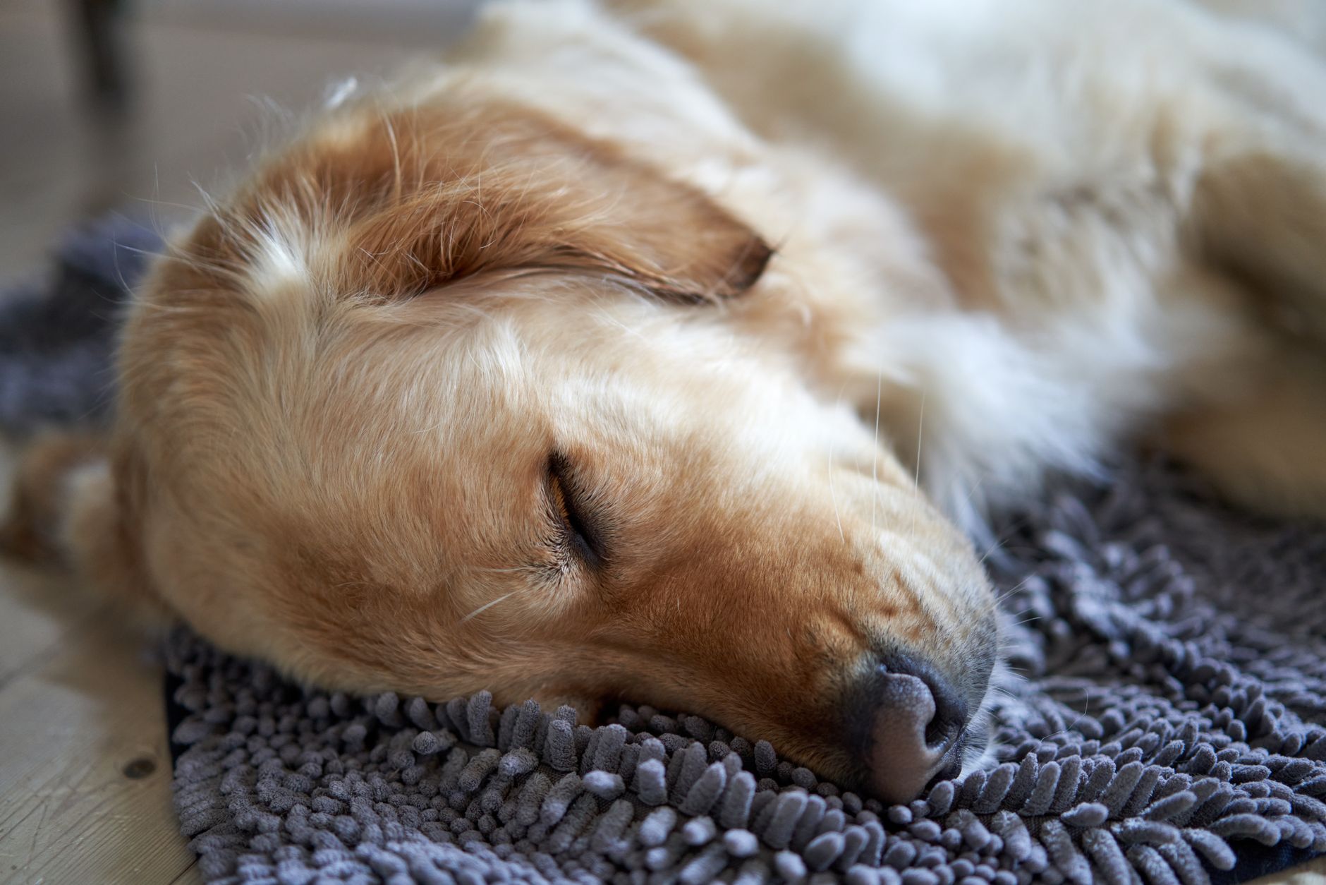 Navigating Dog Anxiety: Types, Symptoms, and Proven Treatments